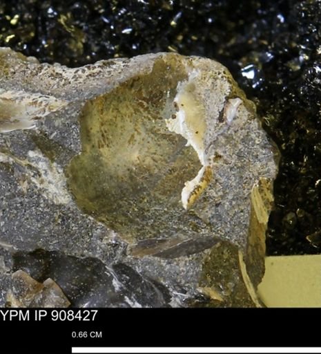 undet. Mollusca