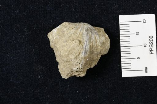 Neospirifer kansasensis