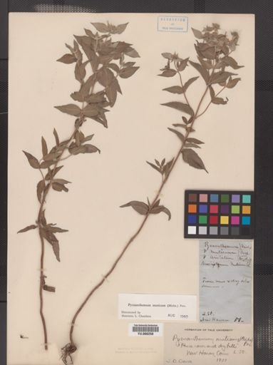 Pycnanthemum muticum