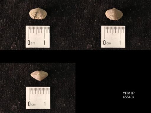 Platystrophia morrowensis