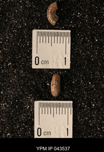 Hoploscaphites nicolletii