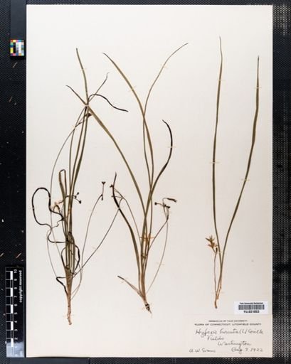 Hypoxis hirsuta