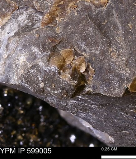 Hoploscaphites sp.