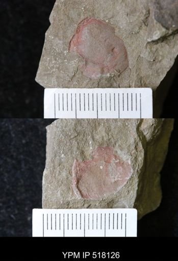 undet. Xiphosurida