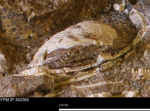 undet. Bivalvia