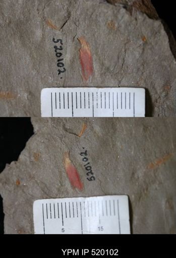 Pirania sp.