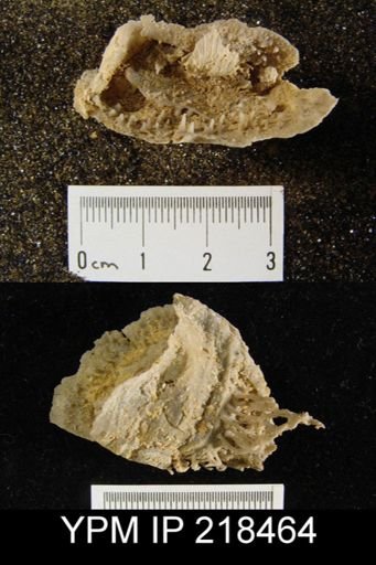 Hercosia sp.
