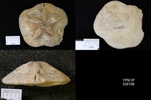 Clypeaster sp.