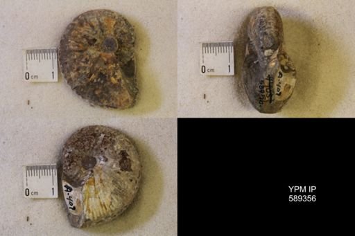 undet. Scaphitidae