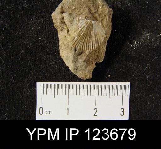 undet. Brachiopoda