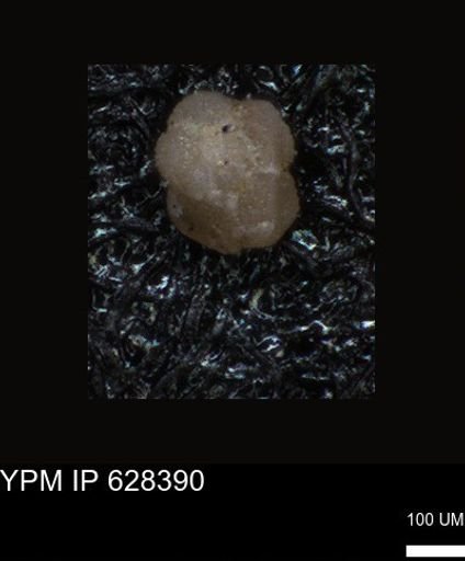 undet. Foraminiferida