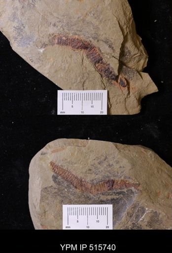 undet. Palaeoscolecidae