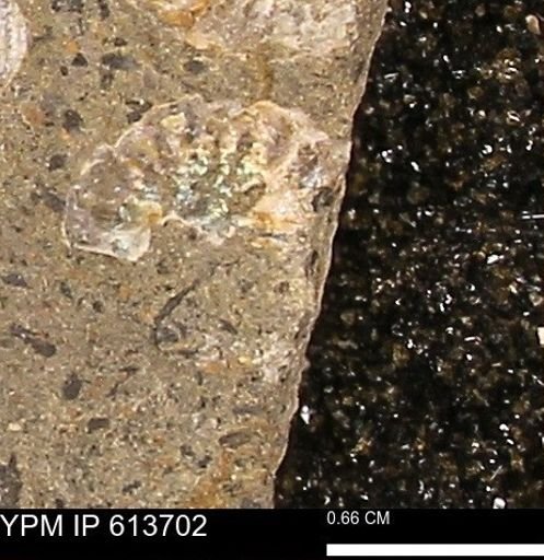 Scaphites sp.