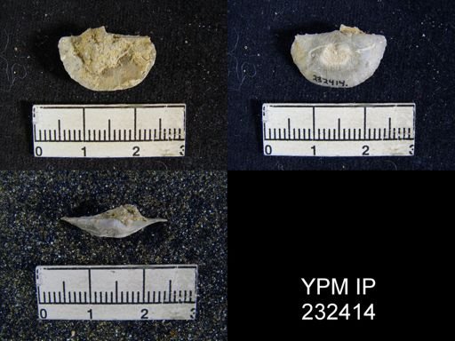 Chonetes granulifer