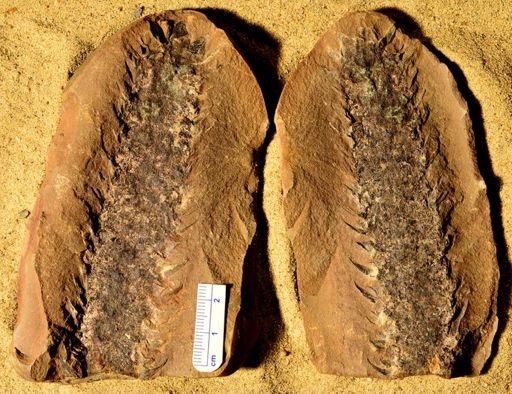 Lepidostrobus