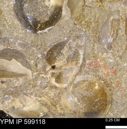 undet. Bryozoa