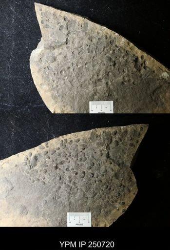 undet. Ostracoda