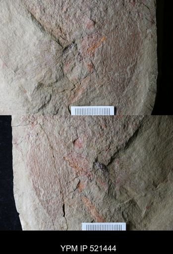 Dictyonema sp.