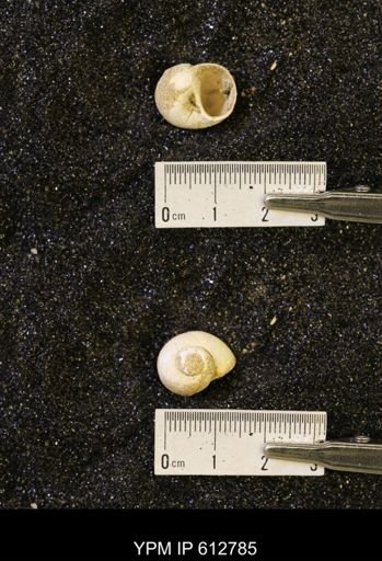 Vanikoropsis sp.