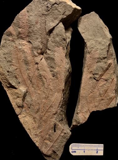 Gleichenia? bohemica