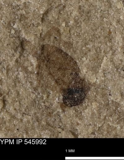 taxon undetermined