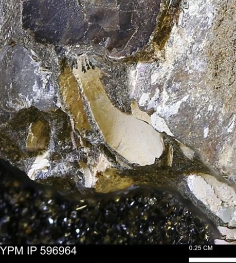 undet. Bivalvia