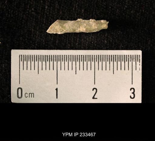 Archaeocidaris sp.