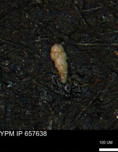 Verneuilinoides kansasensis