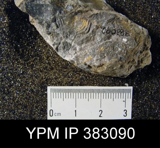 Leptaena sp.