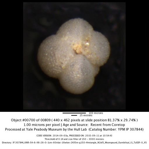 Neogloboquadrina incompta
