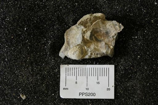 Spisula elliptica
