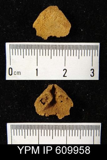 Meristella sp.
