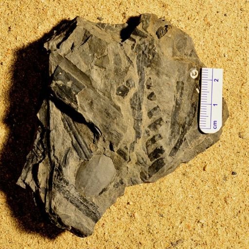 Lepidostrobus variabilis