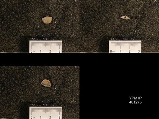 Orthis (Plectorthis) dichotoma