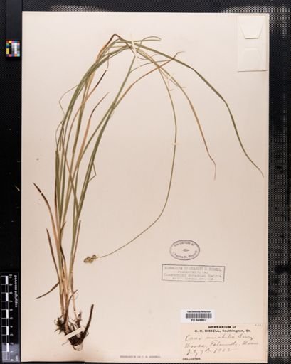 Carex normalis