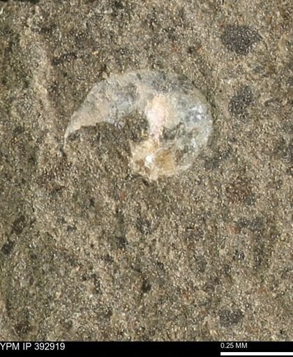 Scaphites sp.