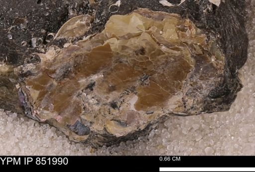 Inoceramus?