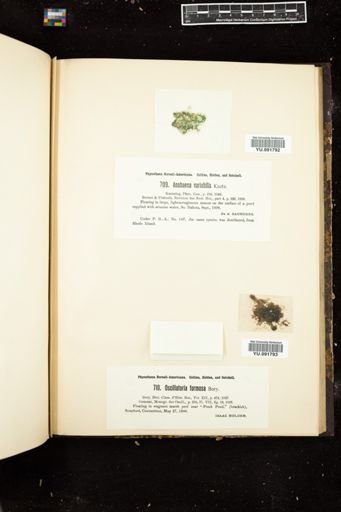 Anabaena variabilis