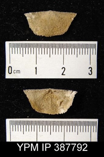 Dyoros sp.