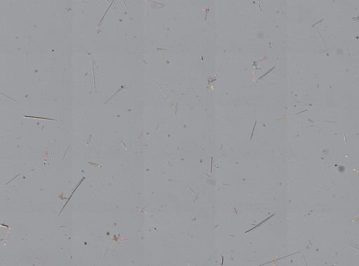 Clathria (Microciona) sp.