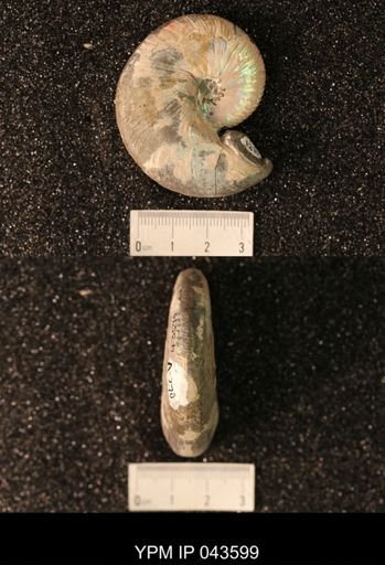 Hoploscaphites nicolletii