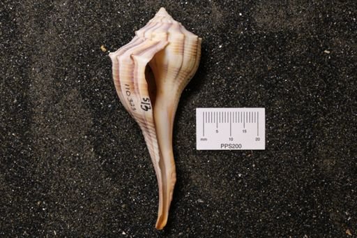 Sinistrofulgur perversum