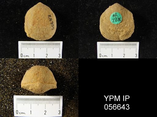 Atrypa reticularis