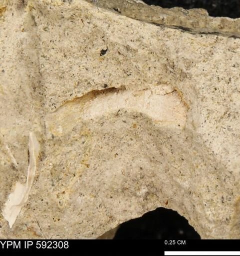 Inoceramidae?