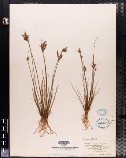 Juncus dichotomus