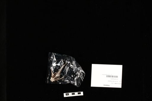Platydoras