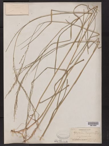 Glyceria melicaria