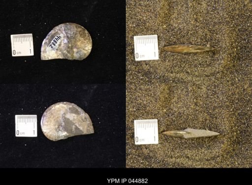 Sphenodiscus lenticularis