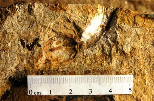 Cedrela pteraformis
