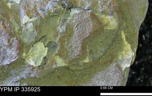 undet. Mollusca